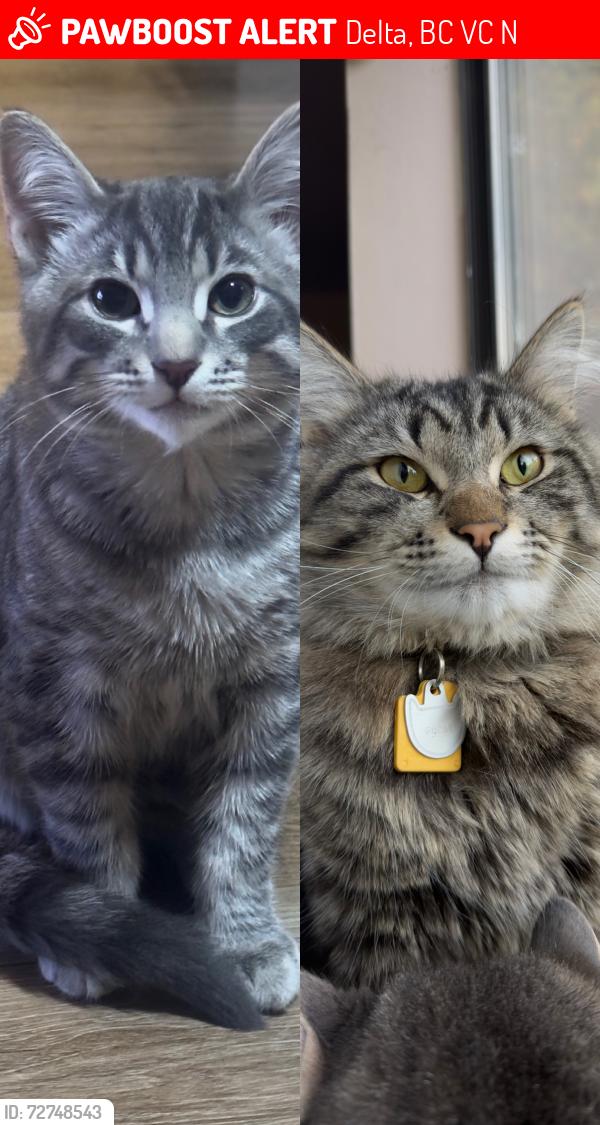 Lost Male Cat last seen 116a st & 84a Ave, Delta, BC V4C 7N9
