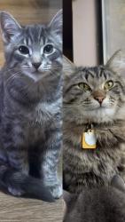 Lost Male Cat last seen 116a st & 84a Ave, Delta, BC V4C 7N9