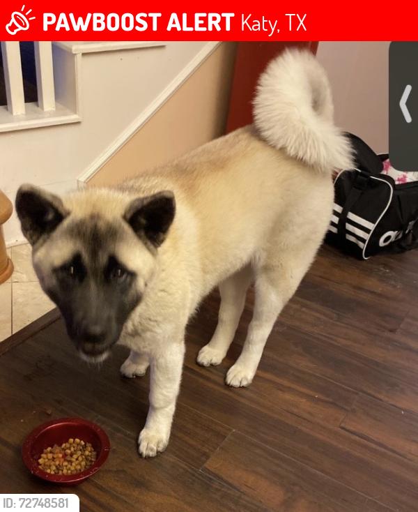 Lost Female Dog last seen Porter Rd , Katy, TX 77493