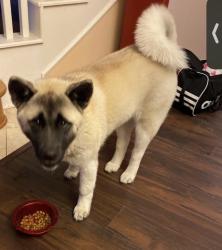 Lost Female Dog last seen Porter Rd , Katy, TX 77493