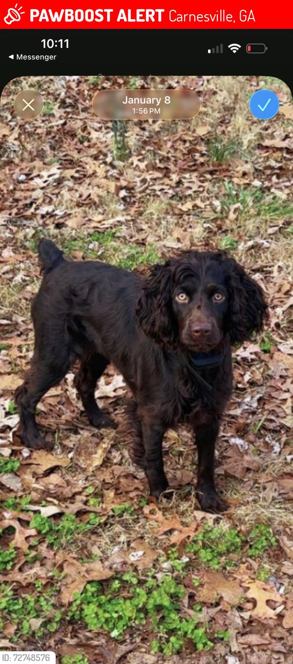 Lost Female Dog last seen Bio plant on 198 , Carnesville, GA 30521