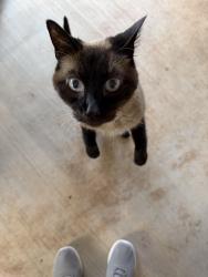 Found/Stray Female Cat last seen Kelly and Covell, Edmond, OK 73003