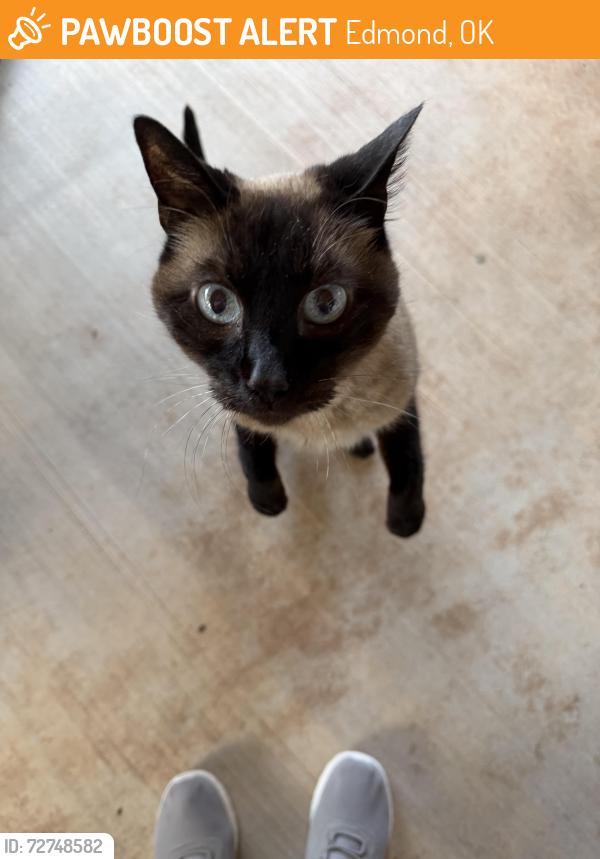 Found/Stray Female Cat last seen Kelly and Covell, Edmond, OK 73003