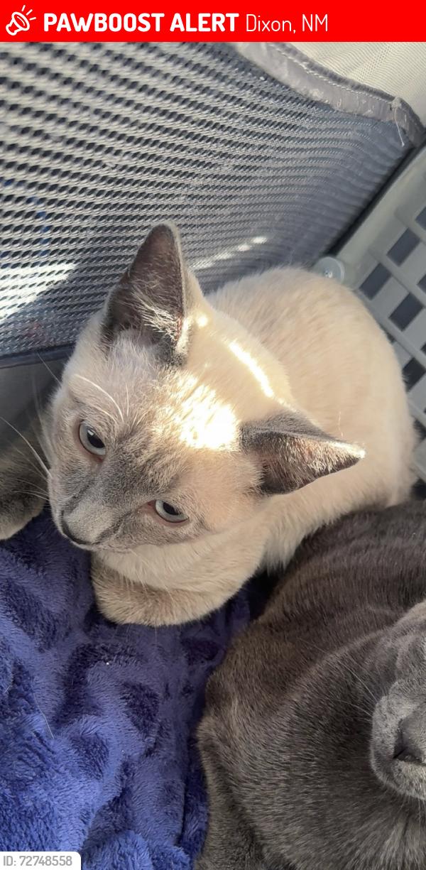 Lost Male Cat last seen Near our hse in Dixon, Dixon, NM 87527