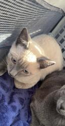 Lost Male Cat last seen Near our hse in Dixon, Dixon, NM 87527