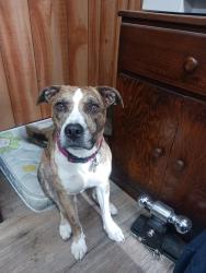 Lost Female Dog last seen  Coffee and briggsmore area, Modesto, CA 95350