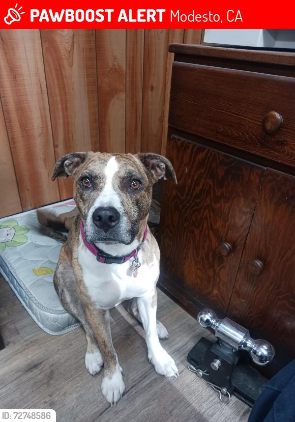 Lost Female Dog last seen  Coffee and briggsmore area, Modesto, CA 95350