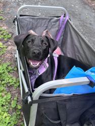 Lost Female Dog last seen Cold Springs Church, Bomont Clendenin, Clendenin, WV 25045