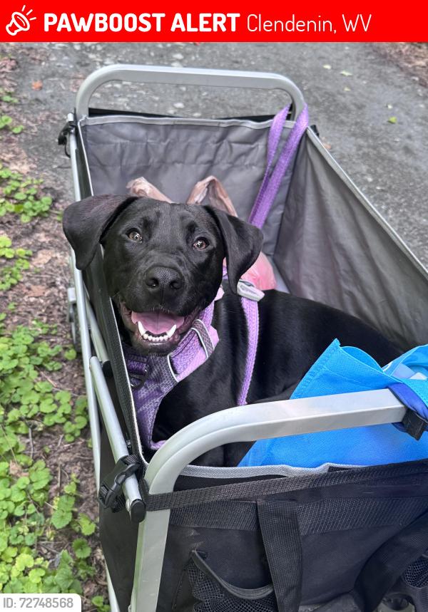 Lost Female Dog last seen Cold Springs Church, Bomont Clendenin, Clendenin, WV 25045
