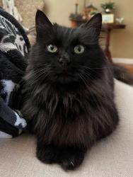 Lost Female Cat last seen Near N Main St, Greensburg, PA 15601, Greensburg, PA 15601