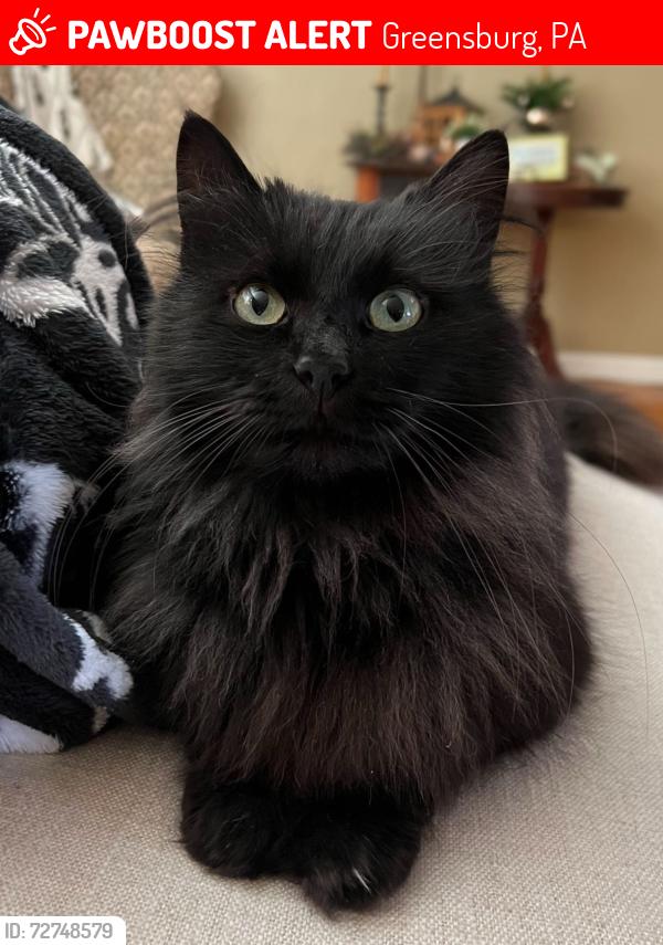 Lost Female Cat last seen Near N Main St, Greensburg, PA 15601, Greensburg, PA 15601