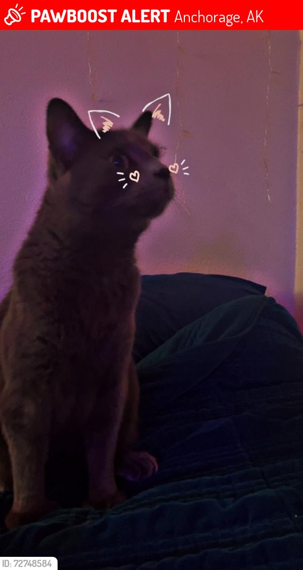 Lost Male Cat last seen Near Juneau Street, Anchorage, AK 99505