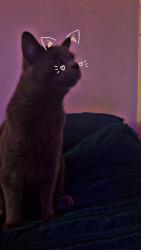 Lost Male Cat last seen Near Juneau Street, Anchorage, AK 99505