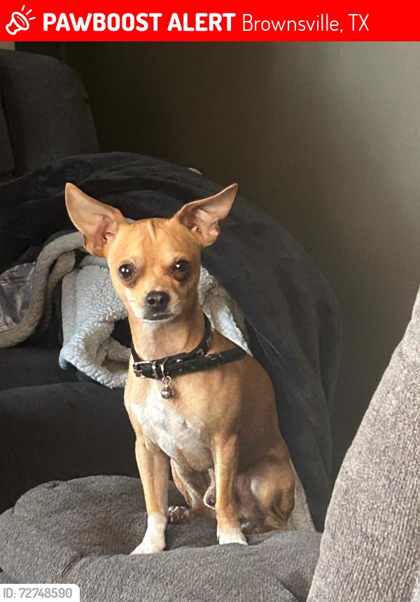 Lost Male Dog last seen Por el centro , Brownsville, TX 78520