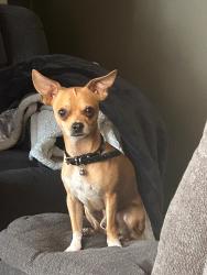 Lost Male Dog last seen Por el centro , Brownsville, TX 78520