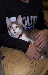 Found/Stray Unknown Cat last seen Near lee cir , Edinburg, TX 78539