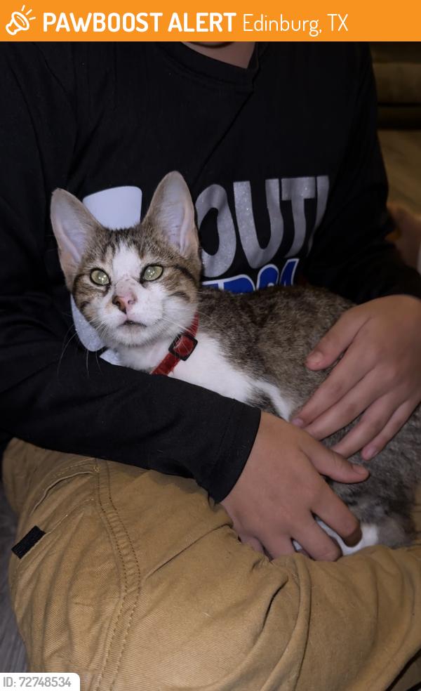 Found/Stray Unknown Cat last seen Near lee cir , Edinburg, TX 78539