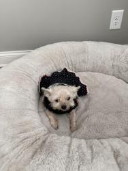 Lost Female Dog last seen Hamilton springs blvd , Lebanon, TN 37087