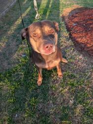 Found/Stray Female Dog last seen Maverik gas station ,510 S Elm St. Jenks, Jenks, OK 74037