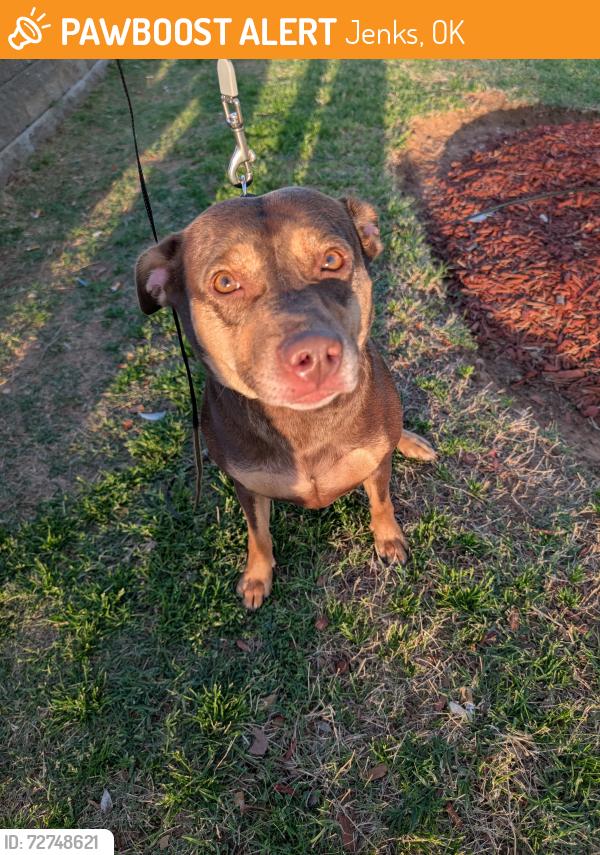 Found/Stray Female Dog last seen Maverik gas station ,510 S Elm St. Jenks, Jenks, OK 74037