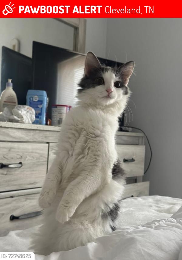 Lost Female Cat last seen Cleveland utilities, Cleveland, TN 37311