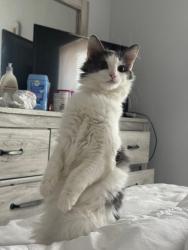 Lost Female Cat last seen Cleveland utilities, Cleveland, TN 37311