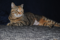 Found/Stray Female Cat last seen Near St Johns Bluff Rd N, Jacksonville, FL 32225, Jacksonville, FL 32225