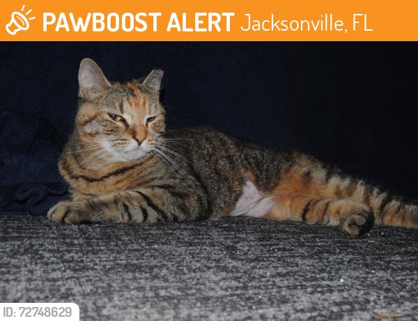 Found/Stray Female Cat last seen Near St Johns Bluff Rd N, Jacksonville, FL 32225, Jacksonville, FL 32225