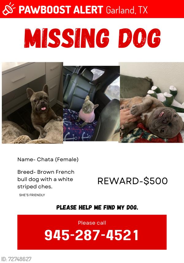 Lost Female Dog last seen Guthrie road, Garland, TX 75043