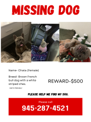 Lost Female Dog last seen Guthrie road, Garland, TX 75043