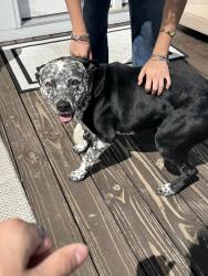Found/Stray Male Dog last seen Dollar General on 46, Dickson, TN 37055