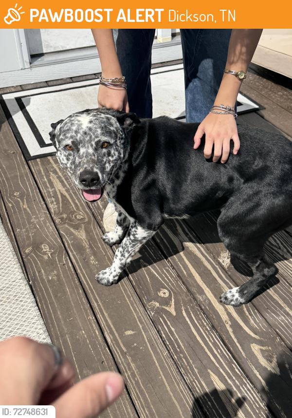 Found/Stray Male Dog last seen Dollar General on 46, Dickson, TN 37055