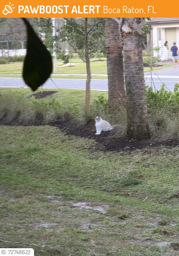 Found/Stray Unknown Cat last seen Military sw 18th st, Boca Raton, FL 33433