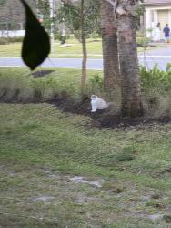 Found/Stray Unknown Cat last seen Military sw 18th st, Boca Raton, FL 33433