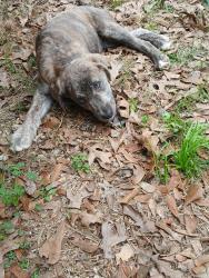 Lost Female Dog last seen Woodland hills , Dayton, TX 77535