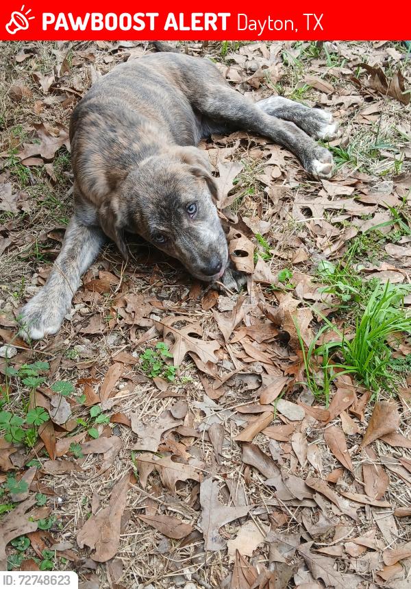 Lost Female Dog last seen Woodland hills , Dayton, TX 77535