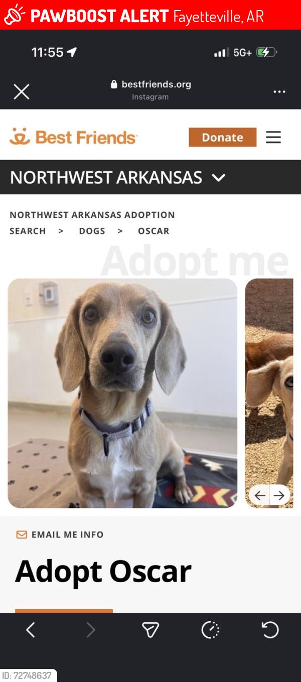 Lost Male Dog last seen MLK and S. Hollywood ave, Fayetteville, AR 72701