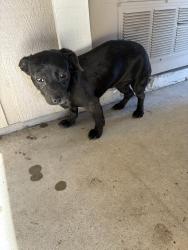 Found/Stray Female Dog last seen West st and Dorothea , Visalia, CA 93291