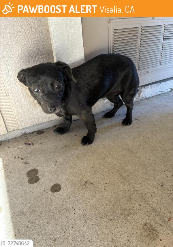 Found/Stray Female Dog last seen West st and Dorothea , Visalia, CA 93291