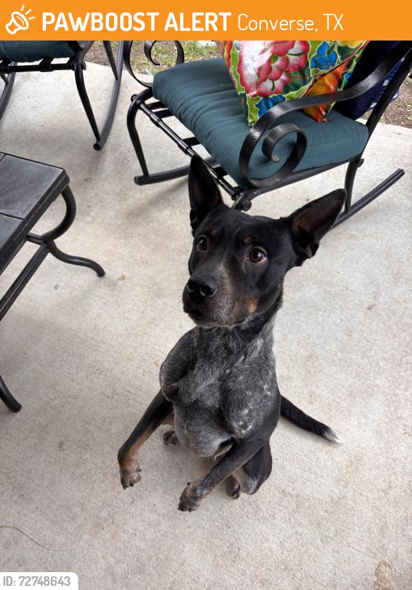 Found/Stray Female Dog last seen Topperwein road near rolling creek , Converse, TX 78109