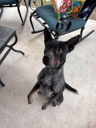 Found/Stray Female Dog last seen Topperwein road near rolling creek , Converse, TX 78109