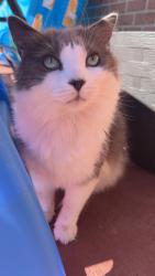 Lost Male Cat last seen Shepherd rd carlton arms apmt complex, Willow Oak, FL 33811