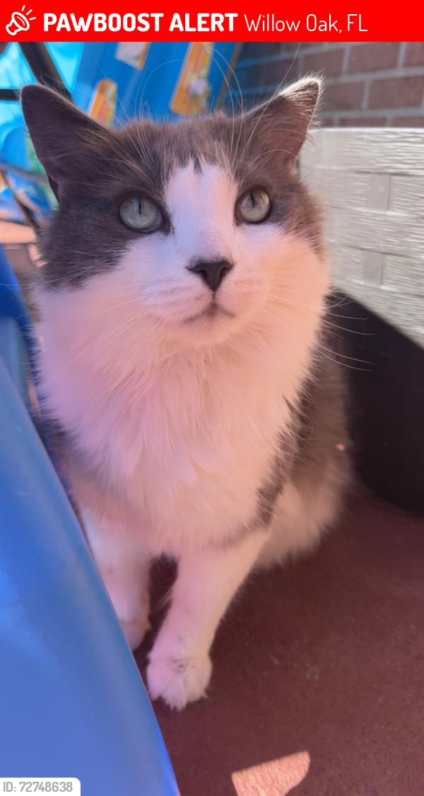 Lost Male Cat last seen Shepherd rd carlton arms apmt complex, Willow Oak, FL 33811