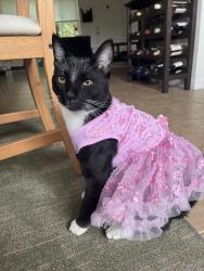 Lost Male Cat last seen Derrick dr & balboa arms dr, Derrick dr & chateau dr , San Diego, CA 92117