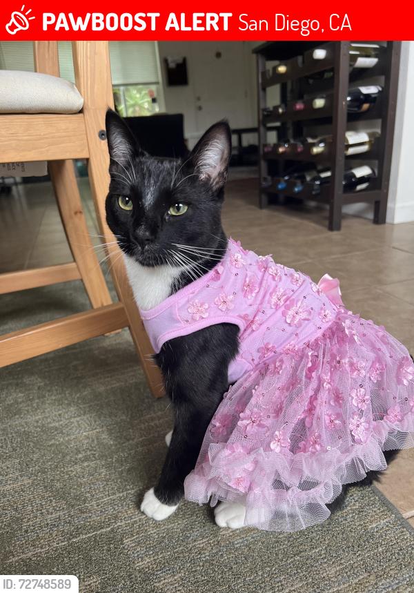 Lost Male Cat last seen Derrick dr & balboa arms dr, Derrick dr & chateau dr , San Diego, CA 92117