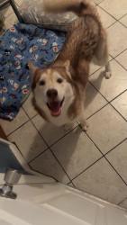 Found/Stray Unknown Dog last seen Robinhood/Peacehaven, Winston-Salem, NC 27106