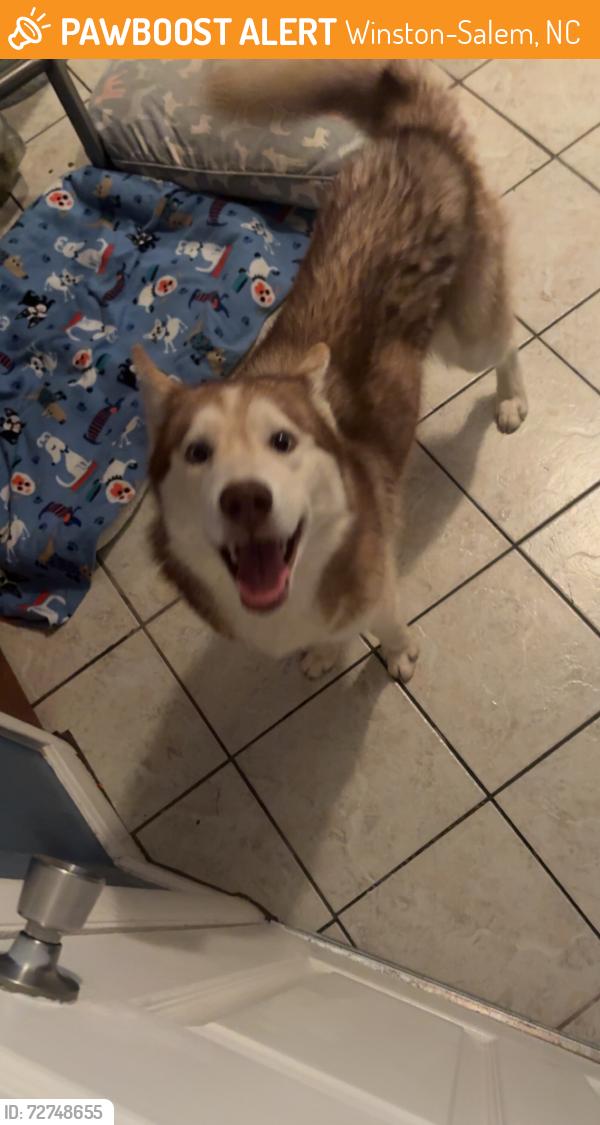 Found/Stray Unknown Dog last seen Robinhood/Peacehaven, Winston-Salem, NC 27106
