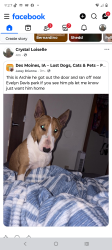 Lost Male Dog last seen Forest Ave and Clark St., Des Moines, IA 50314