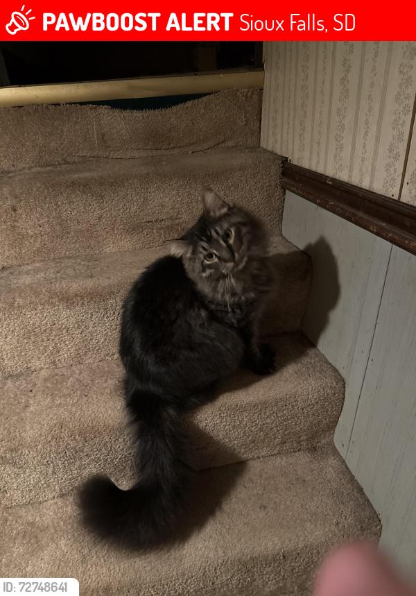 Lost Male Cat last seen West Ave, Sioux Falls, SD 57104