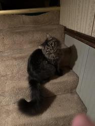 Lost Male Cat last seen West Ave, Sioux Falls, SD 57104